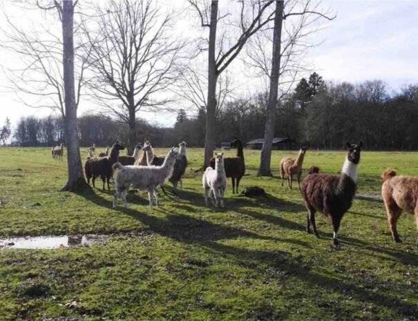 Château du Val Lama (1)
