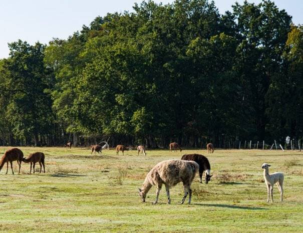 Château du Val Lama (5)