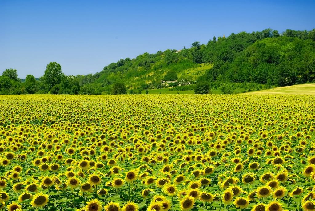 Sunflower fields around the château